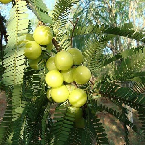 आँवला पौधा
